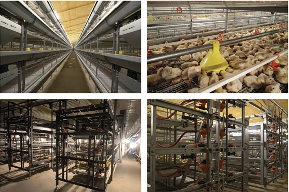 Taille de la cage automatique pour poulets de chair