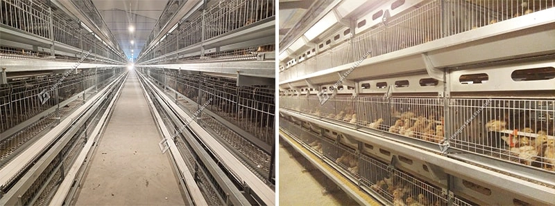 Cage d'élevage